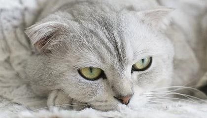 开云体育中国官网-英格兰守门员扑点建奇功，英格兰守门员2021